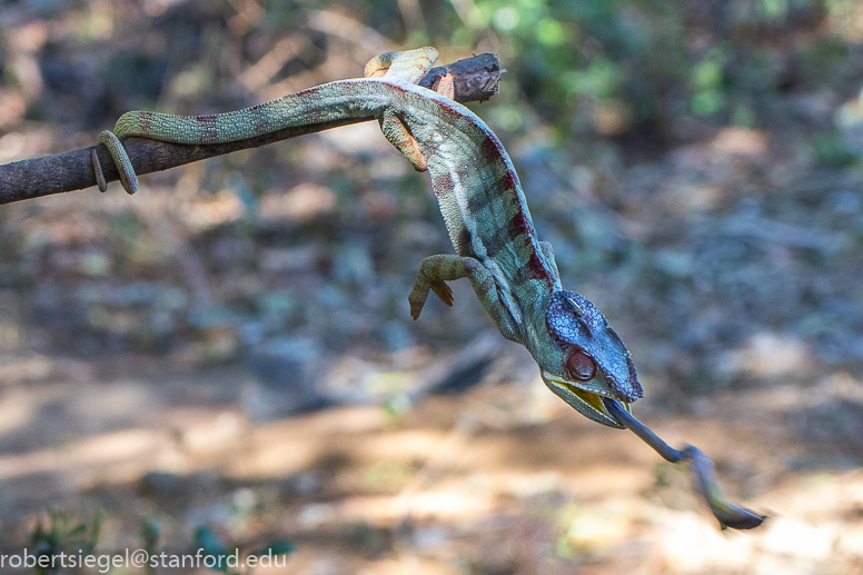 catching prey